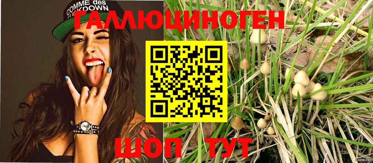 Псилоцибиновые грибы Psilocybe  Вход с VPN  Электрогорск 